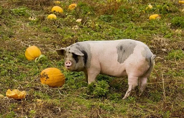 Pig feeding on pumpkins in the Apuseni mountains, autumn, Romania