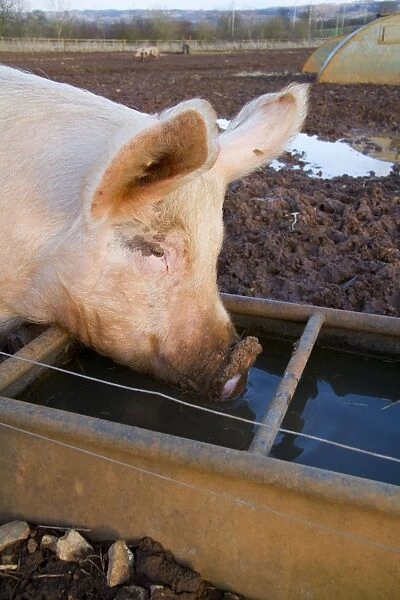 Pig - free range pig drinking from cattle trough - Wiltshire - England - UK