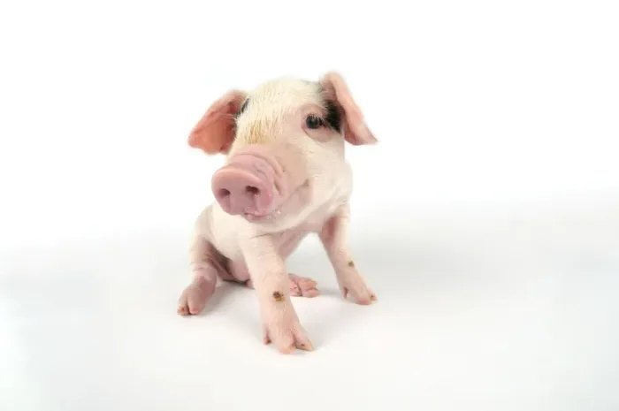 Framed Print : Pig. Gloucester old spot piglet on white background Framed Print : Pig. Gloucester old spot piglet on white background