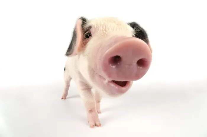 Framed Print : Pig. Gloucester old spot piglet on white background Framed Print : Pig. Gloucester old spot piglet on white background