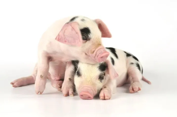 Framed Print : Pig. Gloucester old spot piglets on white background Framed Print : Pig. Gloucester old spot piglets on white background