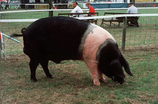 Pig  /  Hampshire Boar