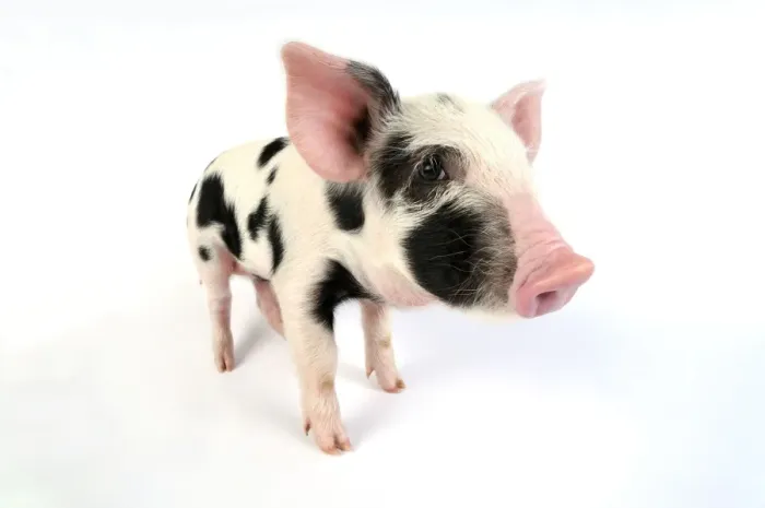 Framed Print : Pig - Kune Kune cross Gloucester Old Spot piglet