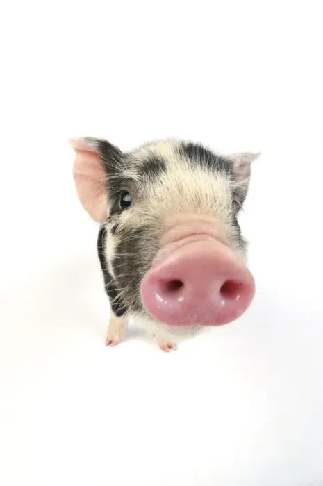 Framed Print : Pig. Kune Kune piglet on white background Framed Print : Pig. Kune Kune piglet on white background