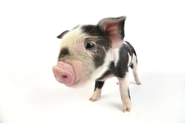 Pig. Kune Kune piglet on white background