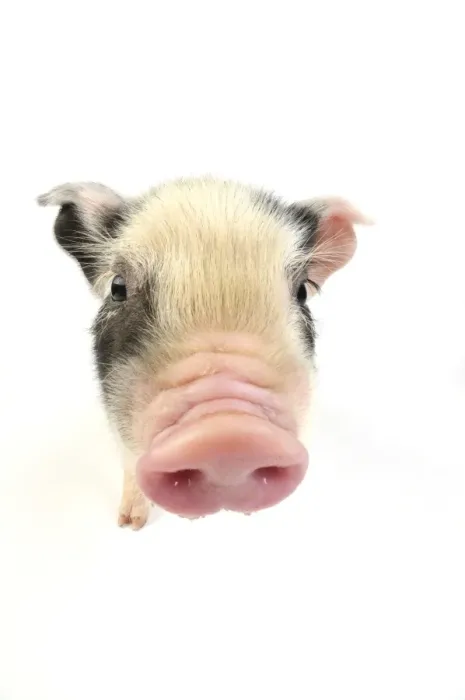Framed Print : Pig. Kune Kune piglet on white background Framed Print : Pig. Kune Kune piglet on white background