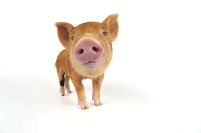 Framed Print : Pig. Kune Kune piglet on white background Framed Print : Pig. Kune Kune piglet on white background
