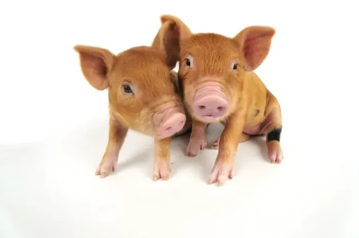 Framed Print : Pig. Kune Kune piglets on white background Framed Print : Pig. Kune Kune piglets on white background