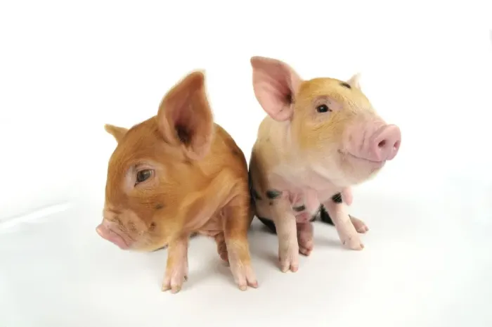 Framed Print : Pig. Kune Kune piglets on white background Framed Print : Pig. Kune Kune piglets on white background