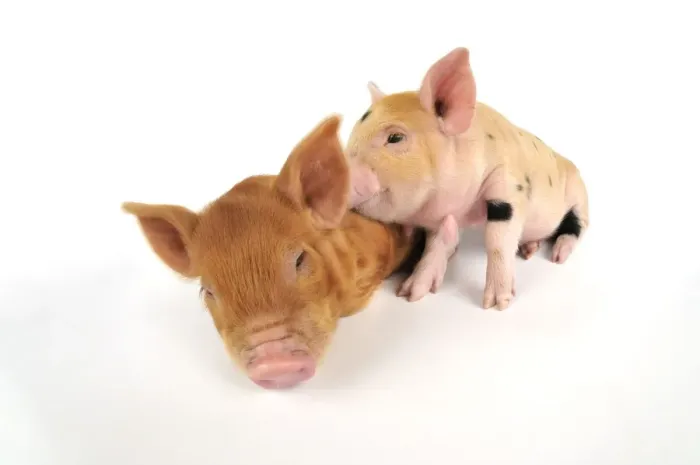 Framed Print : Pig. Kune Kune piglets on white background Framed Print : Pig. Kune Kune piglets on white background