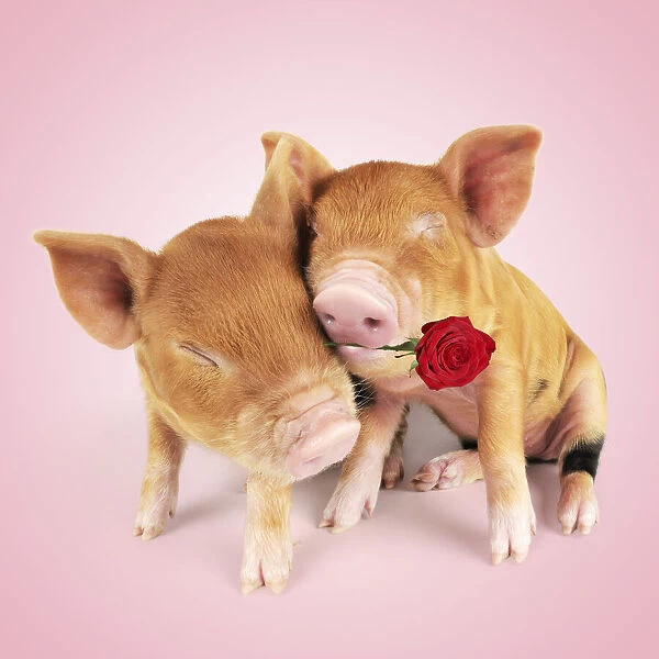 Pig. Kune piglets hugging and embracing holding a rose