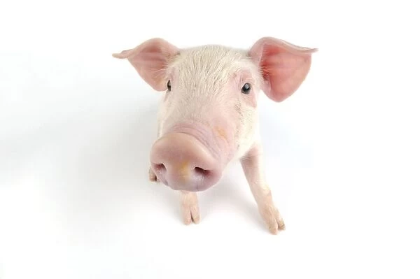 Pig. Landrace piglet on white background