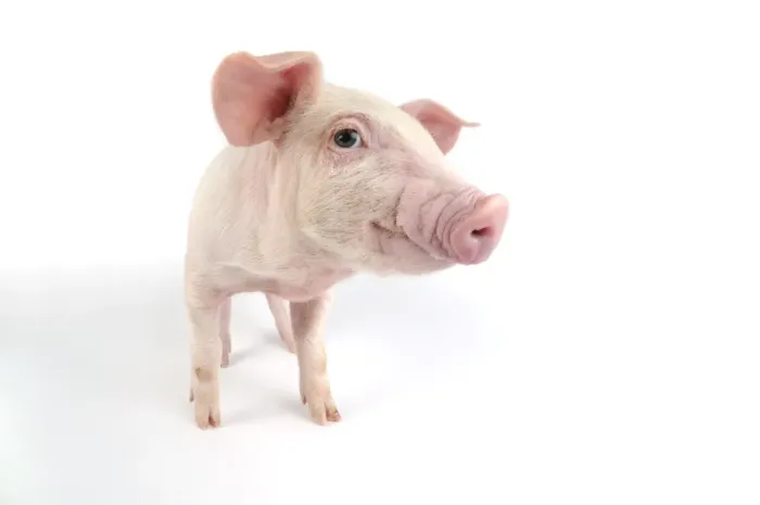 Framed Print : Pig. Landrace piglet on white background