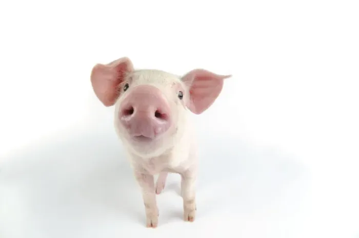 Framed Print : Pig. Landrace piglet on white background Framed Print : Pig. Landrace piglet on white background