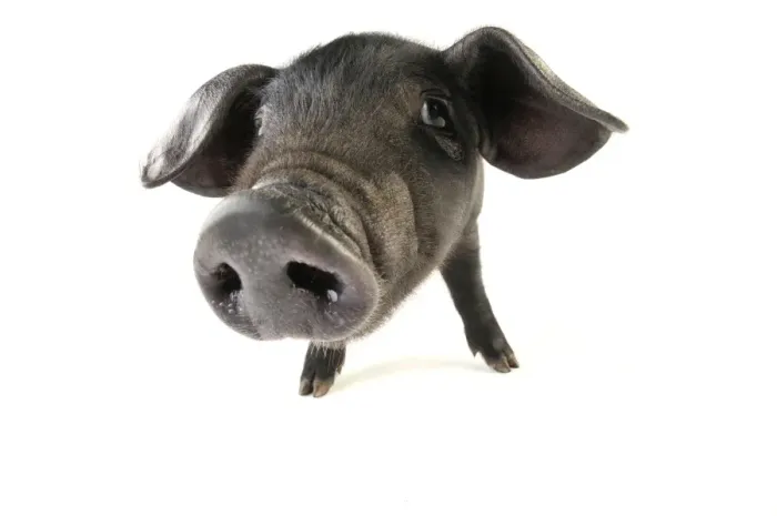 Framed Print : Pig. Large black piglet Framed Print : Pig. Large black piglet