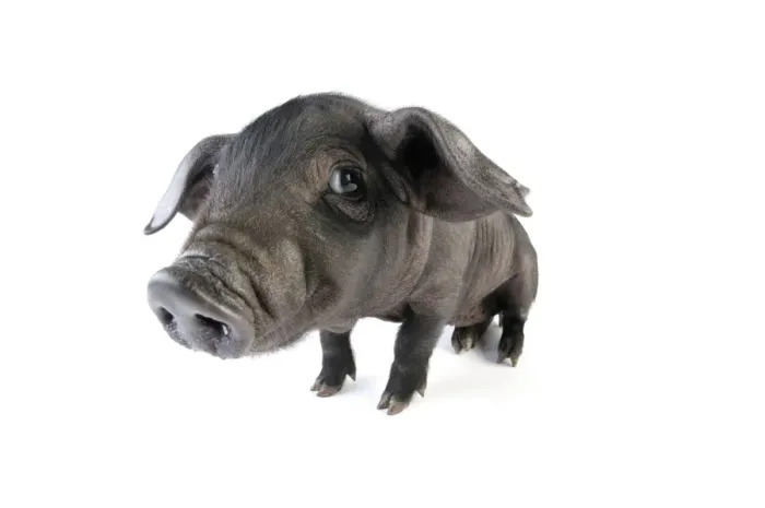 Framed Print : Pig. Large black piglet