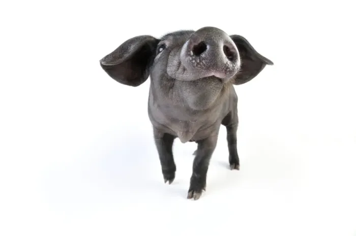Framed Print : Pig. Large black piglet Framed Print : Pig. Large black piglet
