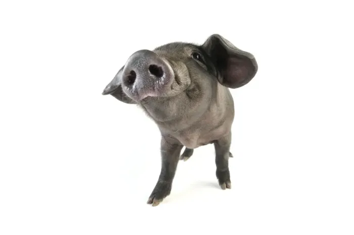 Framed Print : Pig. Large black piglet Framed Print : Pig. Large black piglet