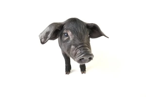 Pig. Large black piglet