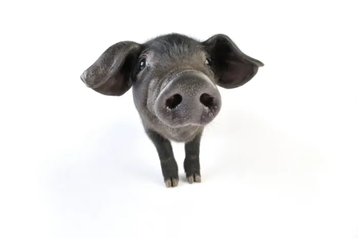 Framed Print : Pig. Large black piglet Framed Print : Pig. Large black piglet