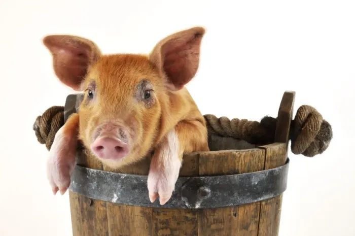 Framed Print : Pig. Large white cross piglet in bucket
