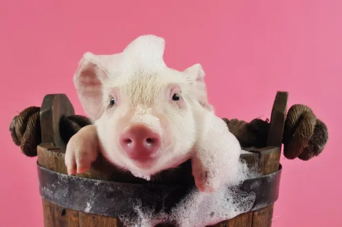 Framed Print : Pig. Large white cross piglet in bucket with bubbles Framed Print : Pig. Large white cross piglet in bucket with bubbles