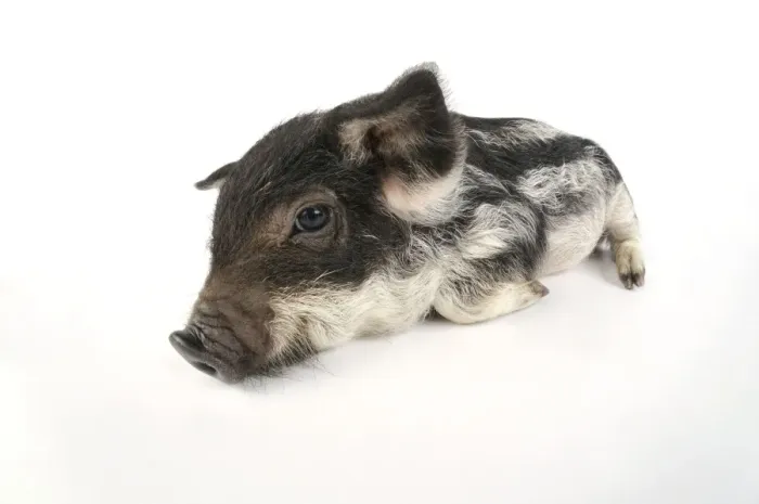 Framed Print : Pig. Mangalitza piglet on white background Framed Print : Pig. Mangalitza piglet on white background