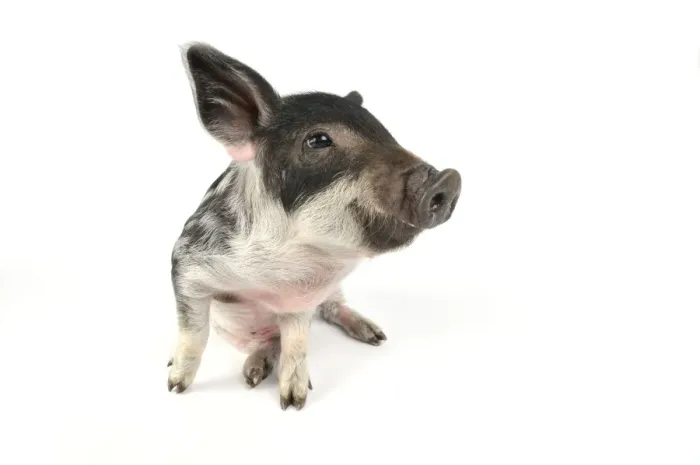 Framed Print : Pig. Mangalitza piglet on white background Framed Print : Pig. Mangalitza piglet on white background