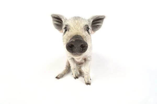 Pig. Mangalitza piglet on white background