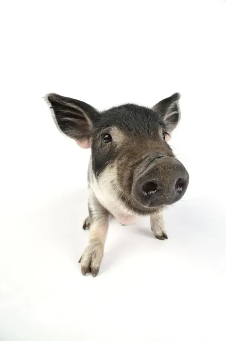 Framed Print : Pig. Mangalitza piglet on white background Framed Print : Pig. Mangalitza piglet on white background