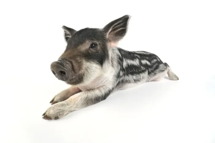 Framed Print : Pig. Mangalitza piglet on white background Framed Print : Pig. Mangalitza piglet on white background