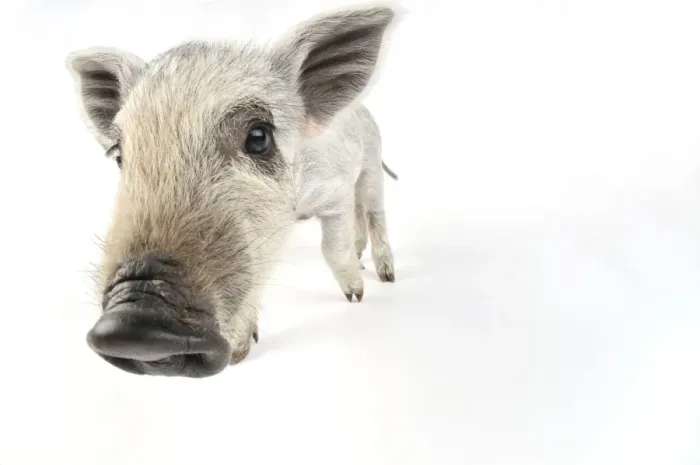 Framed Print : Pig. Mangalitza piglet on white background Framed Print : Pig. Mangalitza piglet on white background