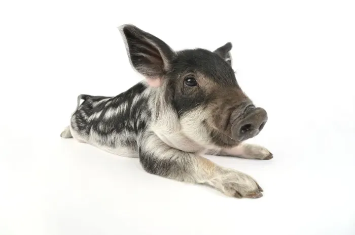 Framed Print : Pig. Mangalitza piglet on white background Framed Print : Pig. Mangalitza piglet on white background