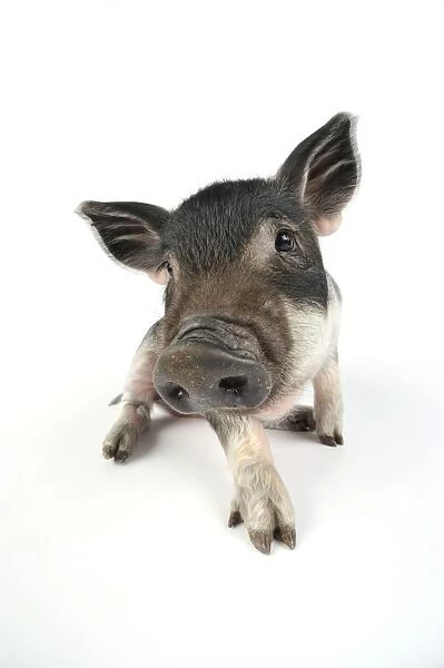 Pig. Mangalitza piglet on white background