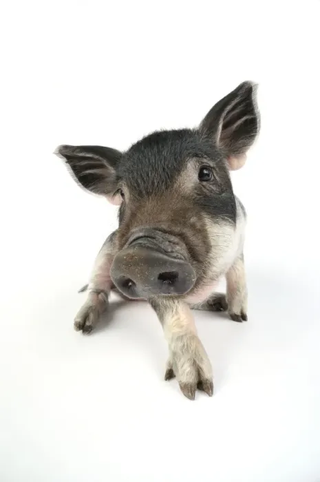 Framed Print : Pig. Mangalitza piglet on white background Framed Print : Pig. Mangalitza piglet on white background