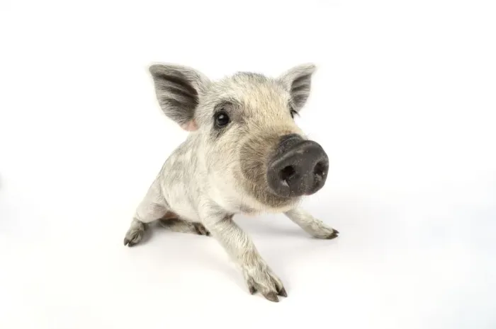 Framed Print : Pig. Mangalitza piglet on white background Framed Print : Pig. Mangalitza piglet on white background