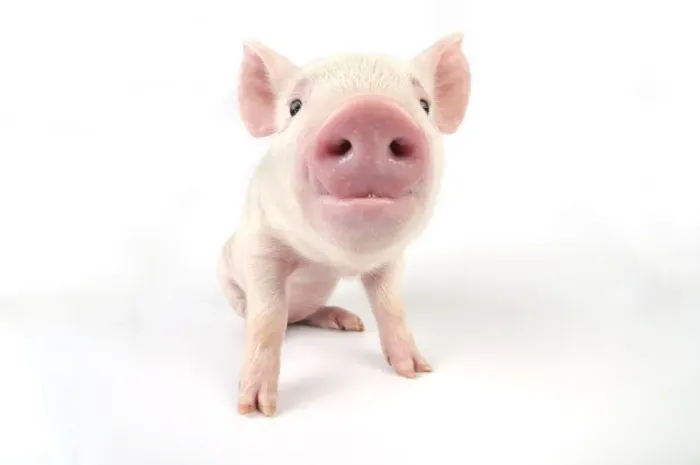 Framed Print : Pig. Middle White piglet Framed Print : Pig. Middle White piglet