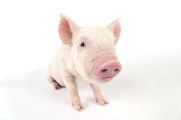 Framed Print : Pig. Middle White piglet Framed Print : Pig. Middle White piglet