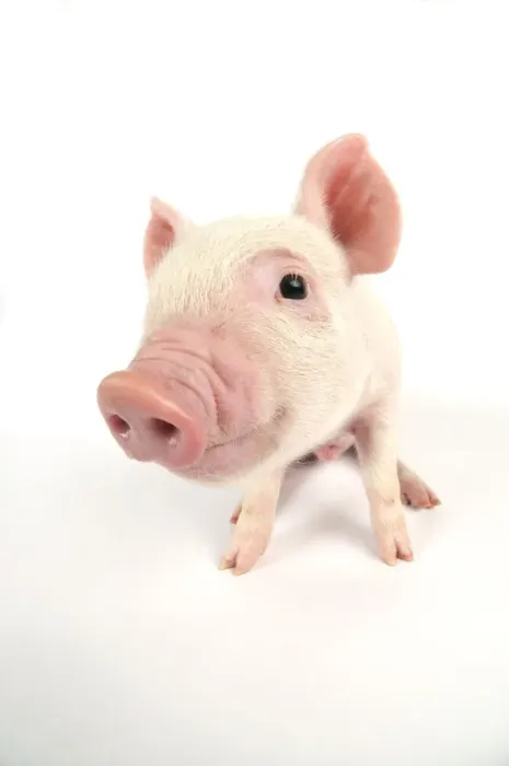 Framed Print : Pig. Middle White piglet Framed Print : Pig. Middle White piglet