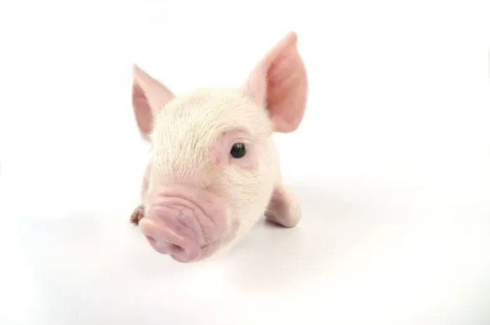 Framed Print : Pig. Middle White piglet Framed Print : Pig. Middle White piglet