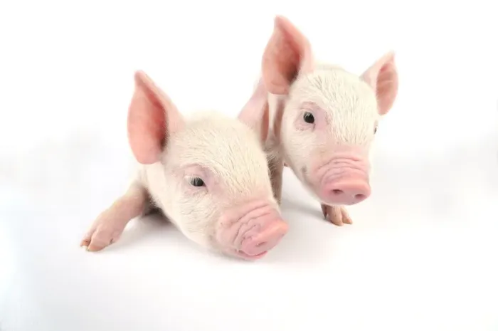 Framed Print : Pig. Middle White piglet Framed Print : Pig. Middle White piglet