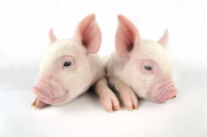 Framed Print : Pig. Middle White piglets Framed Print : Pig. Middle White piglets