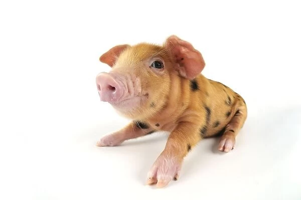 Pig. Oxford sandy and black piglet on white background