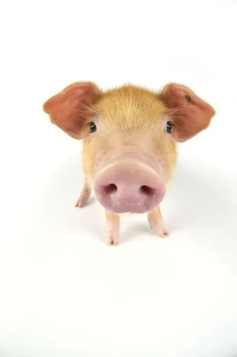 Framed Print : Pig. Oxford sandy and black piglet on white background Framed Print : Pig. Oxford sandy and black piglet on white background