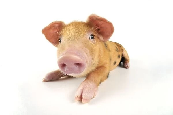 Pig. Oxford sandy and black piglet on white background