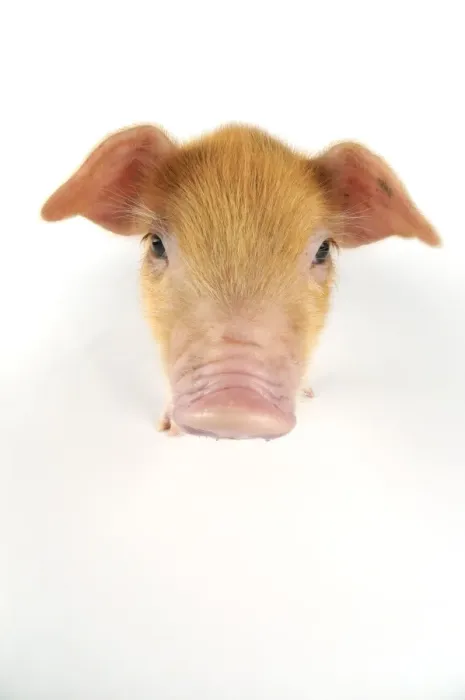 Framed Print : Pig. Oxford sandy and black piglet on white background Framed Print : Pig. Oxford sandy and black piglet on white background