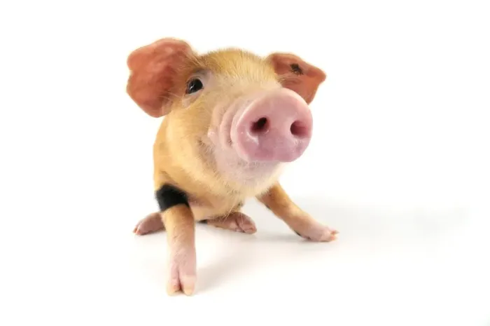 Framed Print : Pig. Oxford sandy and black piglet on white background Framed Print : Pig. Oxford sandy and black piglet on white background