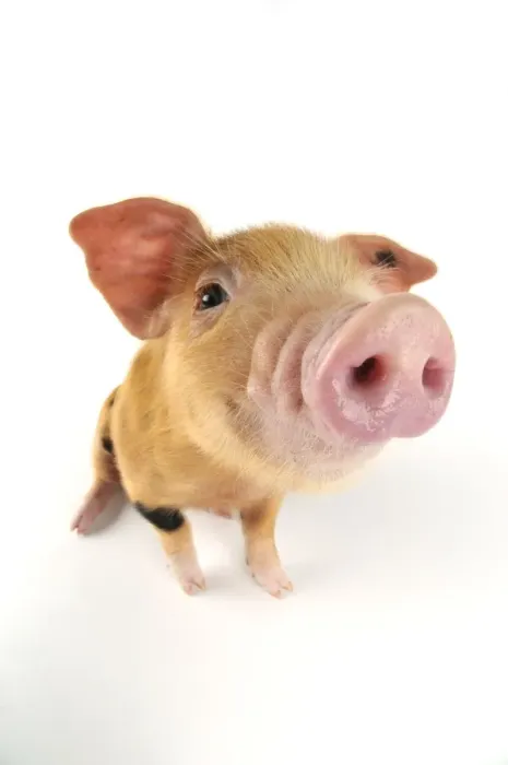 Framed Print : Pig. Oxford sandy and black piglet on white background Framed Print : Pig. Oxford sandy and black piglet on white background