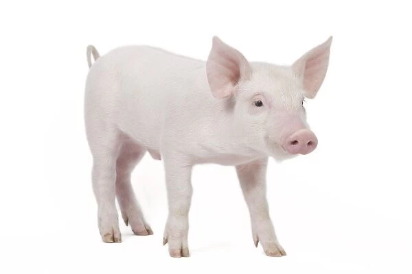 Pig - Piglet