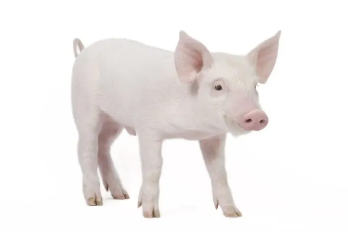 Framed Print : Pig - Piglet Framed Print : Pig - Piglet